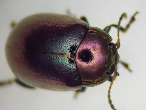 Chrysolina brunsvicensis